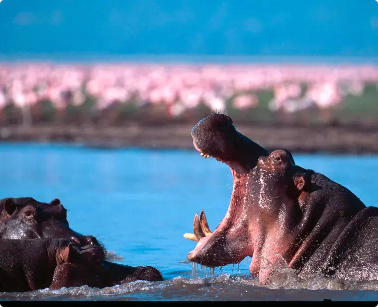 Tanzania National Park